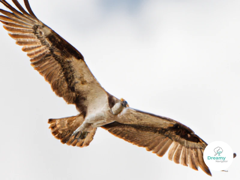 Osprey Symbolism In Dreams