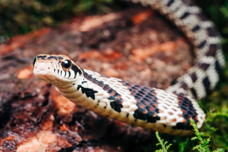 Analyzing The Dream: Rattlesnake Bite