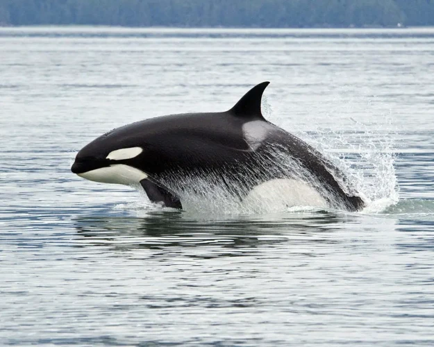 Analyzing The Killer Whale'S Leap