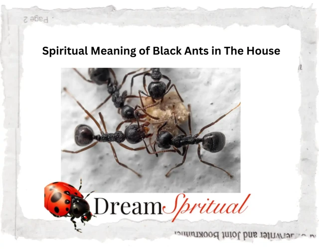 Basic Symbolism Of Ants