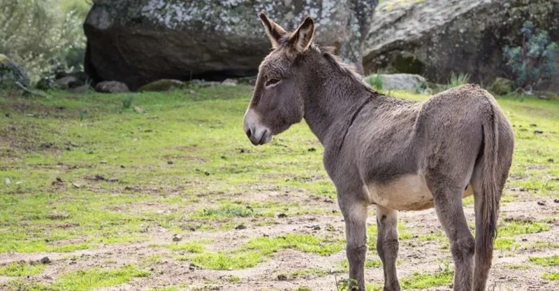 Common Donkey Dream Scenarios And Their Meanings