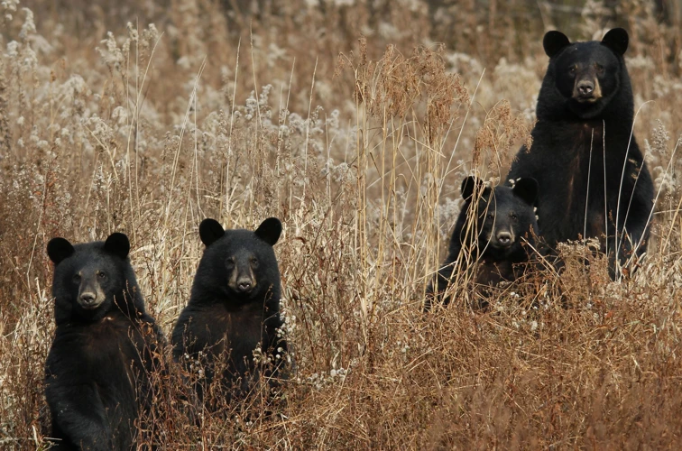 Common Interpretations Of A Bear In Your House Dream