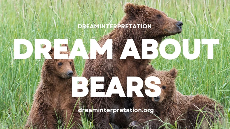 Common Interpretations Of Bear Dreams
