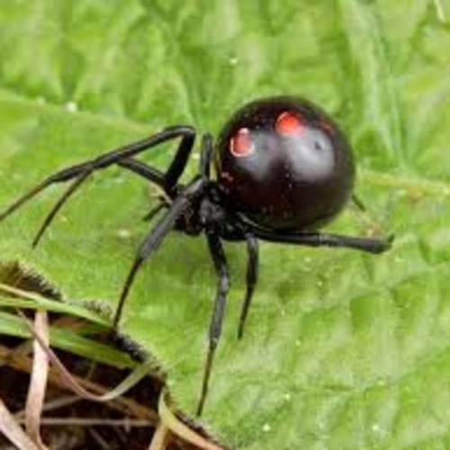 Common Interpretations Of Dreaming About Black Widow Spiders