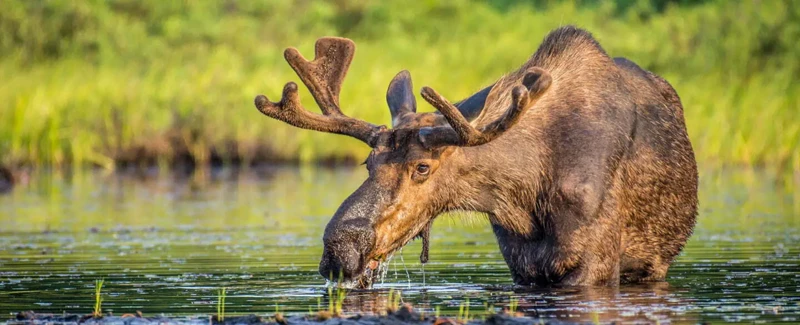 Common Interpretations Of Moose Dreams