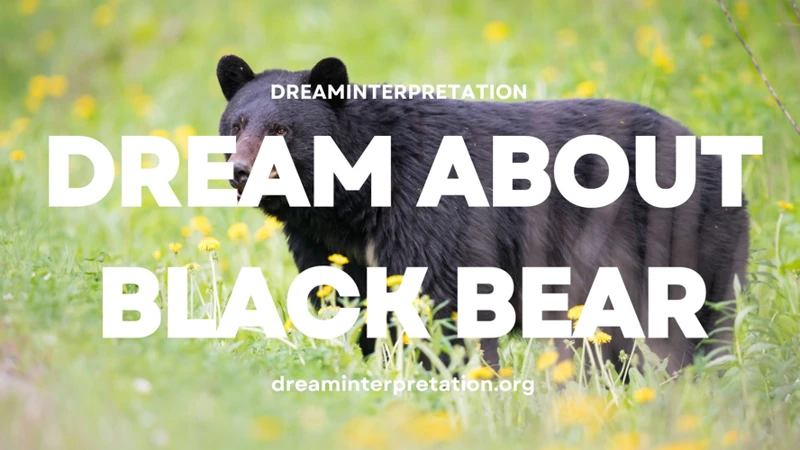 Common Scenarios In Bear Dreams