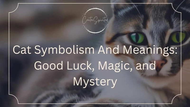 Common Symbolism Of Cats In Dreams