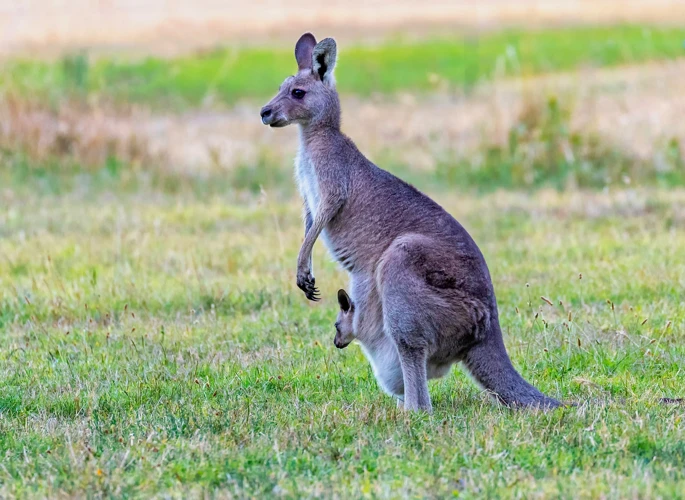 Common Variations In Kangaroo Dreams And Their Meanings