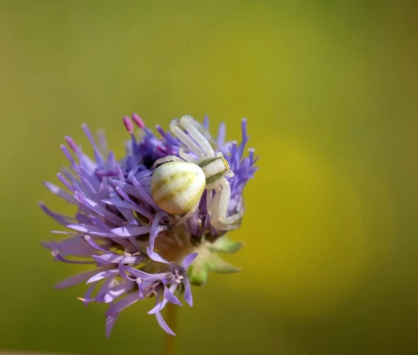 Decoding White Spiders In Dreams