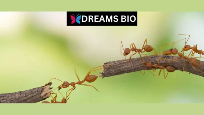 Dream Interpretation: Ants Crawling On You