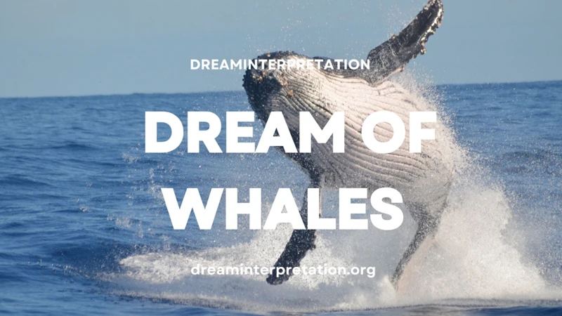 Dreaming Of Killer Whales: Possible Meanings