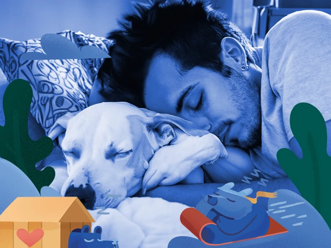 Enhancing The Dream Experience Between Dogs And Their Owners