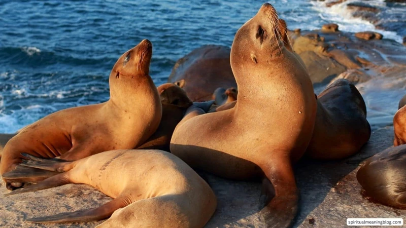 Exploring The Mythology And Folklore Of Seals