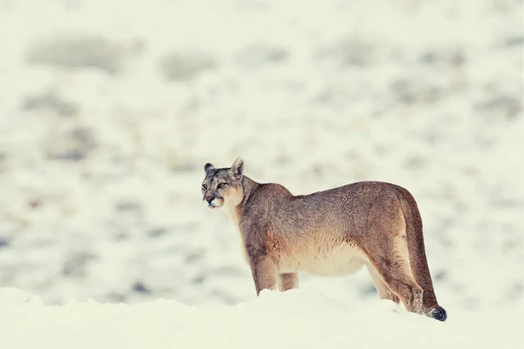 Integrating The Energy Of The Mountain Lion Into Your Life