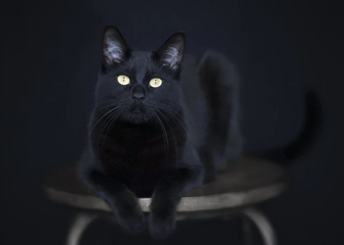 Interpreting A Black Cat In Dreams