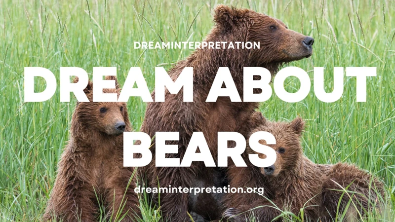 Interpreting Bear Dreams