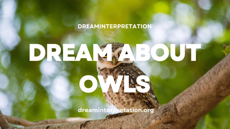 Interpreting Colorful Owl Dreams