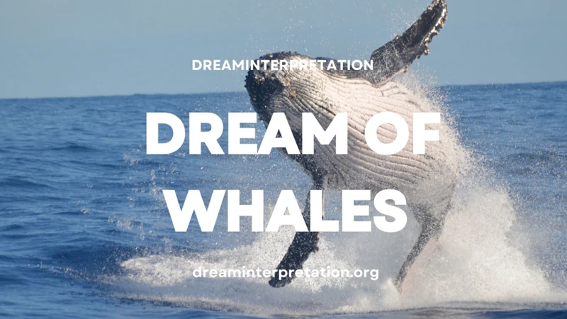 Interpreting Different Orcas Dream Scenarios