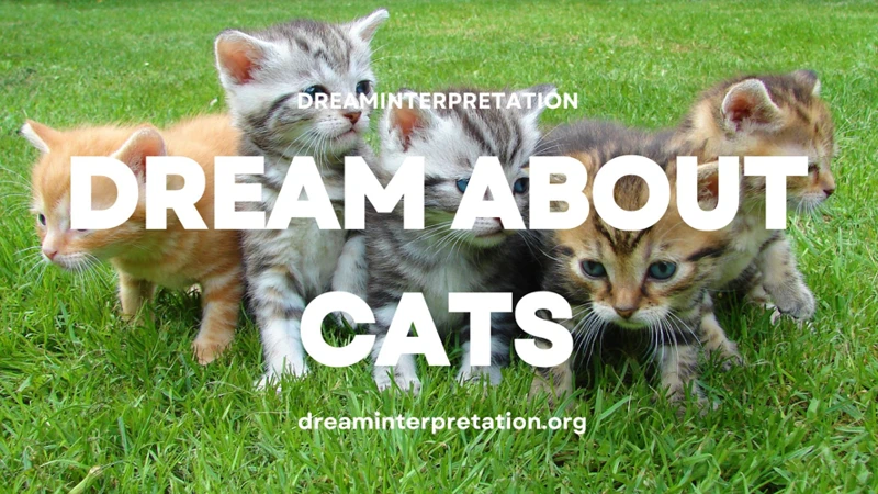 Interpreting Dream Scenarios With Multiple Cats