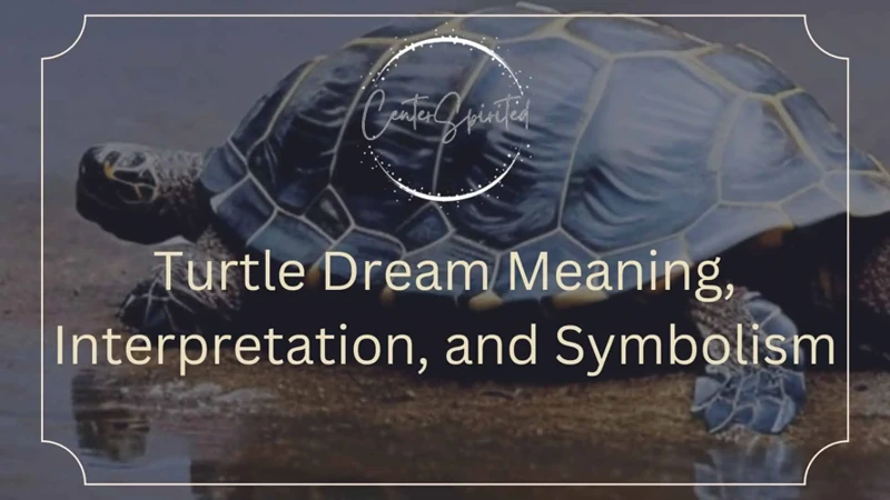 Interpreting Dreaming About Turtles In My House