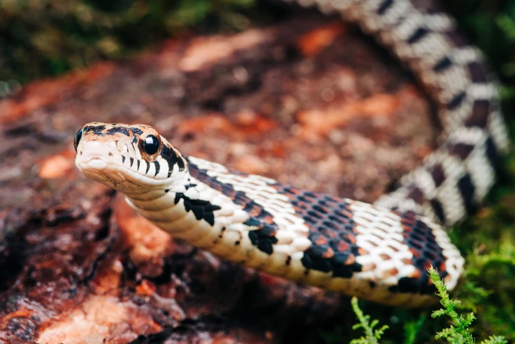 Interpreting Dreams About Snakes In Bed