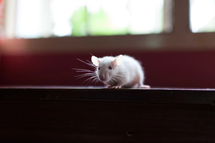 Interpreting Rat Infestations In Dreams