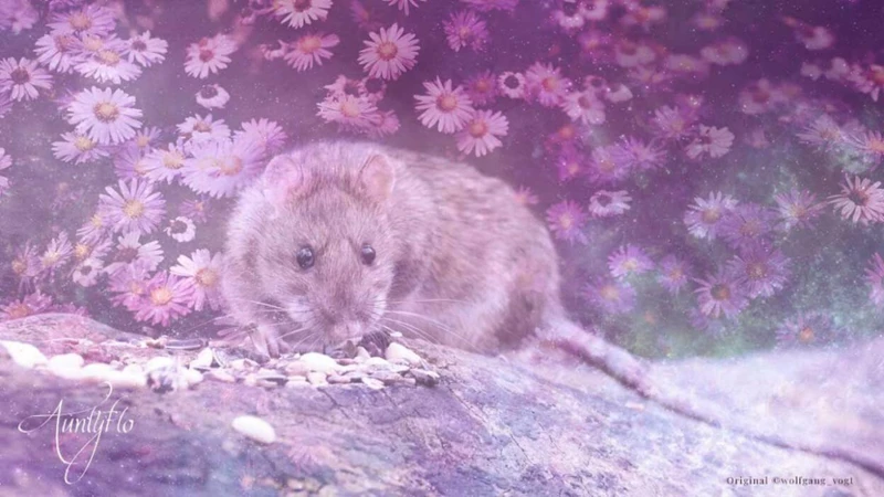 Interpreting Rats Running Around In Dreams