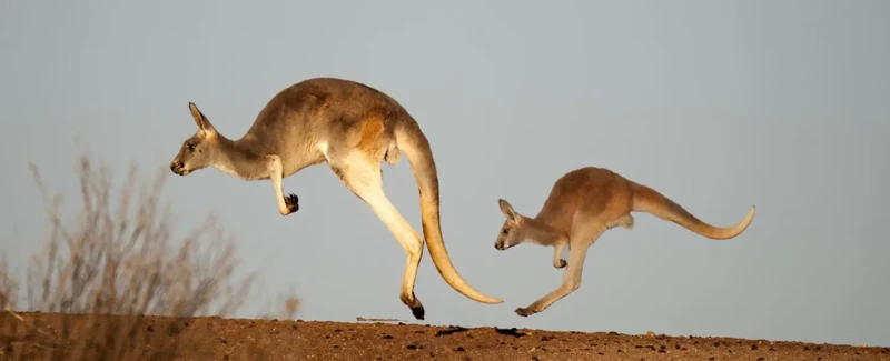 Interpreting The Emotional Impact Of Kangaroo Dreams