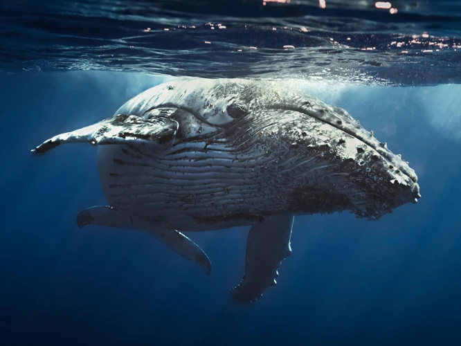 Interpreting Whale Dreams