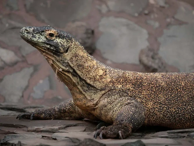 Komodo Dragons: A Mysterious Symbol