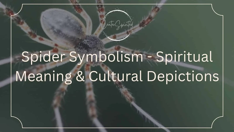 Spider In Different Cultural And Spiritual Beliefs