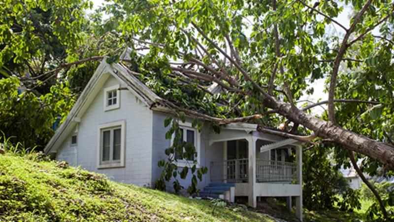 Symbolic Implications Of A Tree Falling On A House