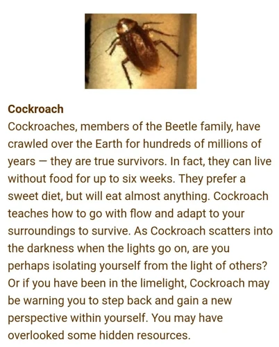 Symbolic Meaning Of Roaches