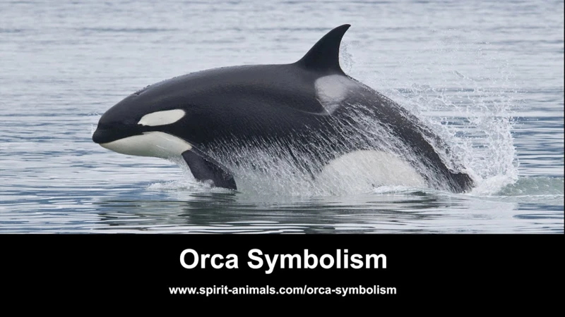 Symbolism Of Killer Whales