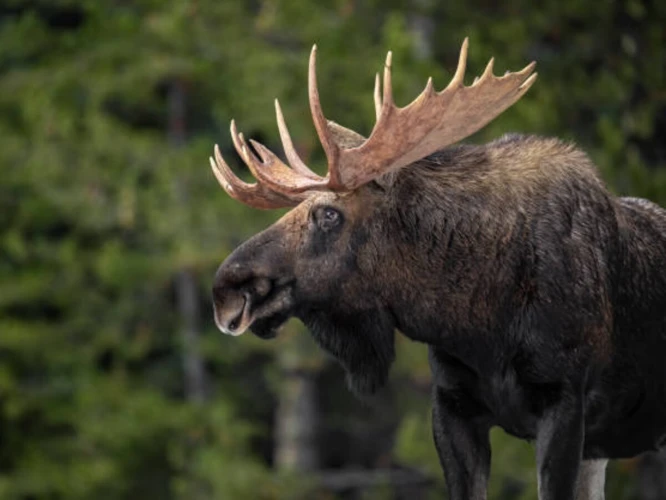 The Connection Between Moose And Nature