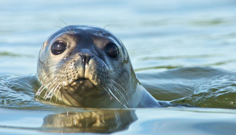 The Influence Of Seals In Spirituality