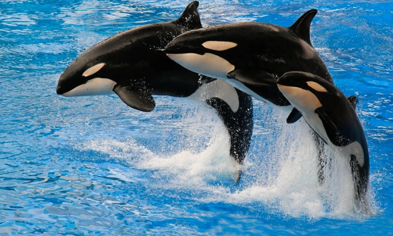 The Majesty Of Killer Whales