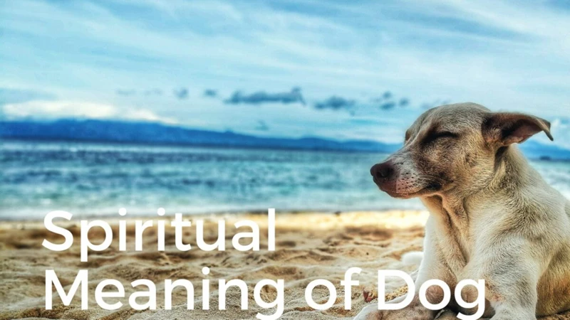 The Spiritual Connection: Do Dogs Have Spiritual Dreams?