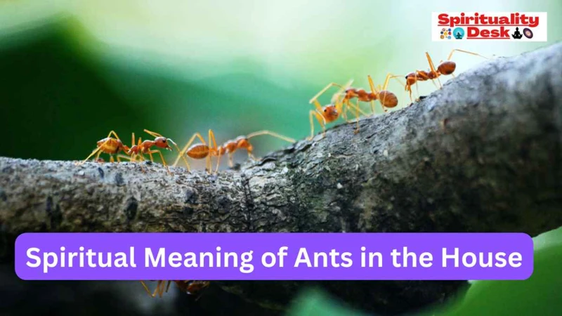 The Symbolic Meaning Of Fire Ants