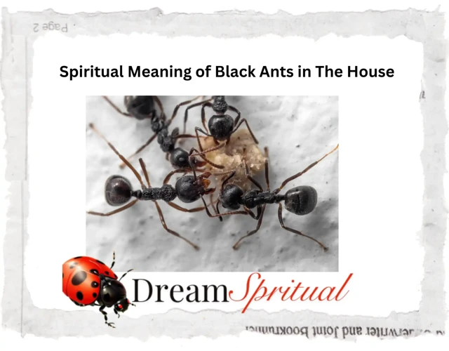 The Symbolism Of Ants