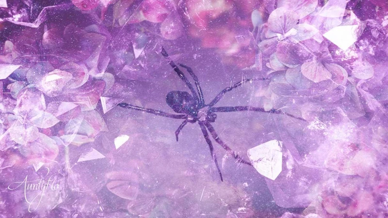 The Symbolism Of Black Widow Spiders