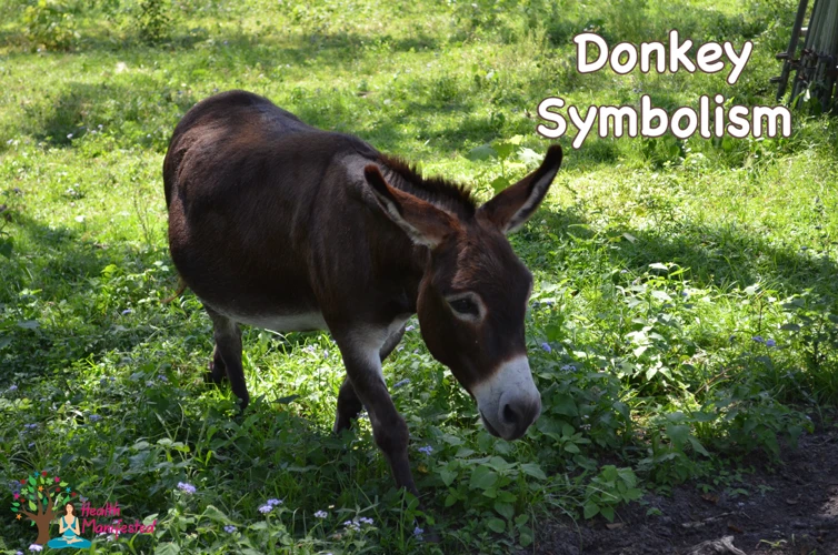 The Symbolism Of Donkeys