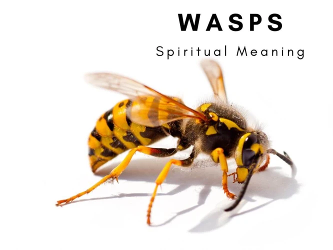 The Symbolism Of Wasps In Dreams