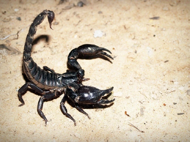 Understanding Dreams About Scorpions