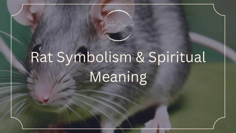 Understanding The Messages Behind Rats In Dreams