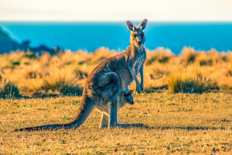 What Does A Dream About Kangaroo Mean? Exploring Interpretations